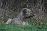 IRISH WOLFHOUND 312